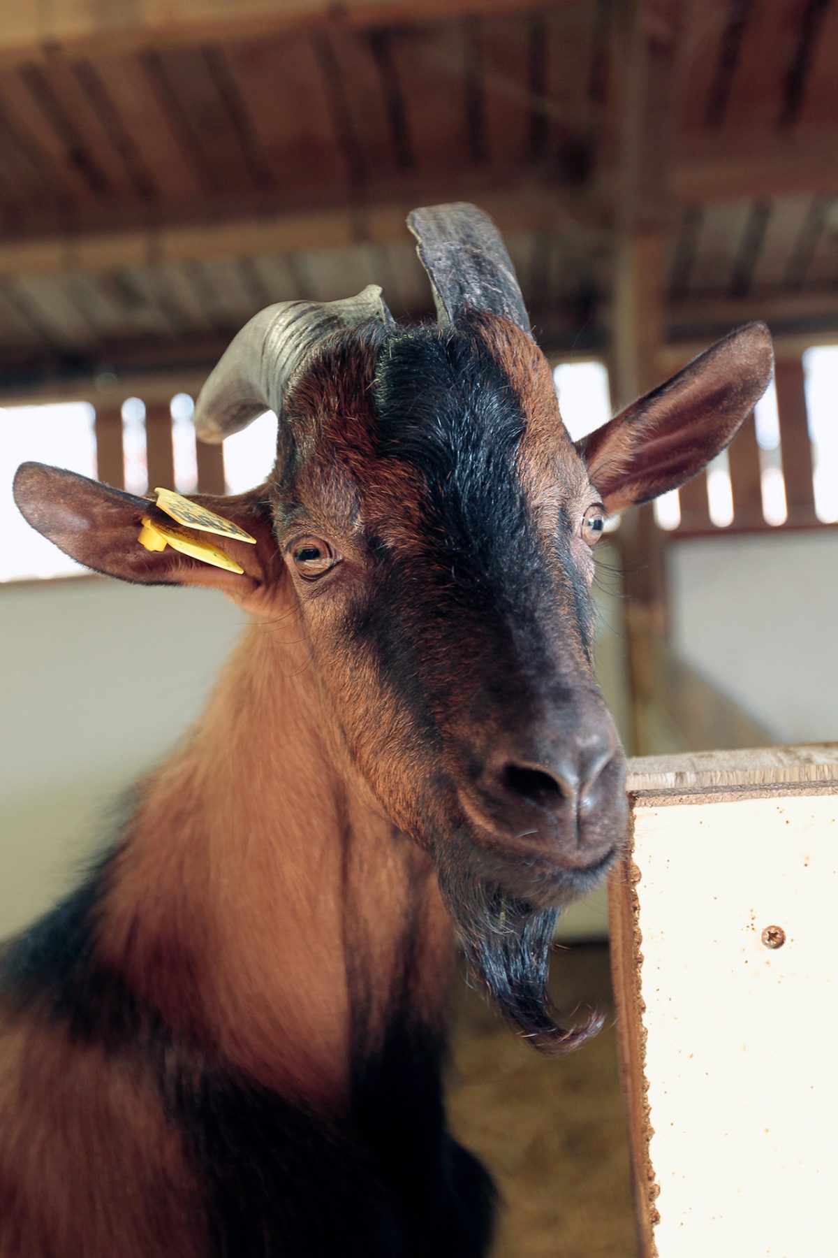 Chèvre portrait