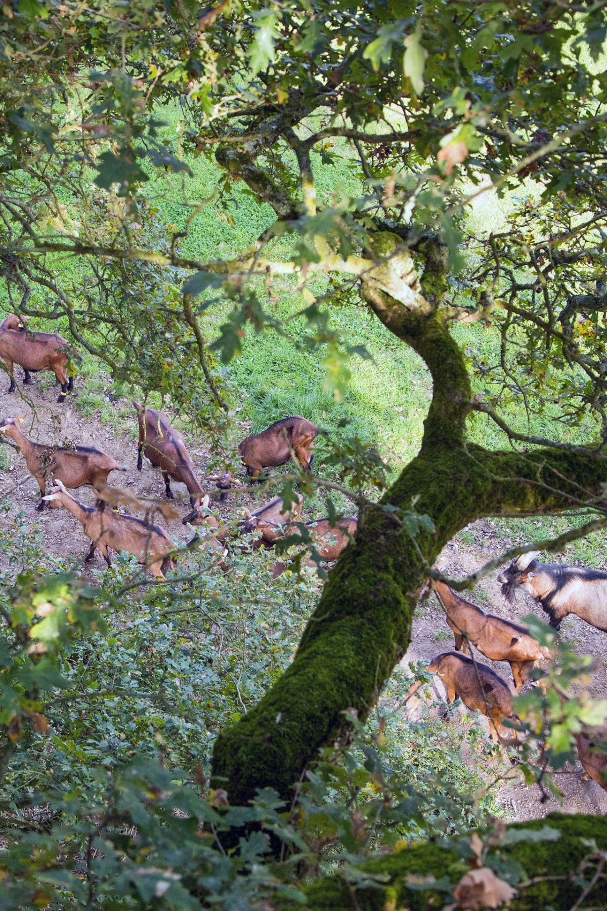 Troupeau de chèvres vu d'un arbre