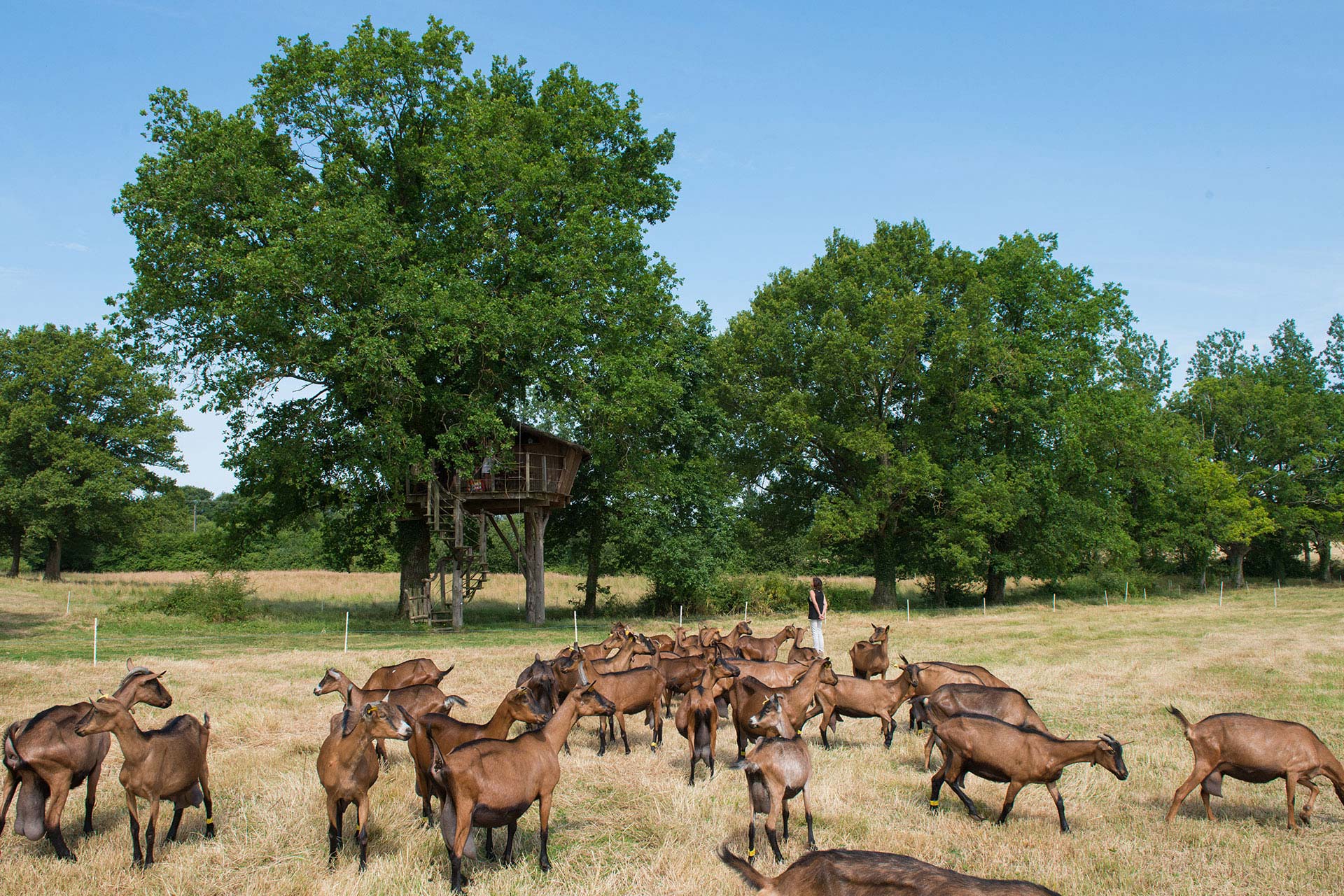 Troupeau chèvres et cabane arbre