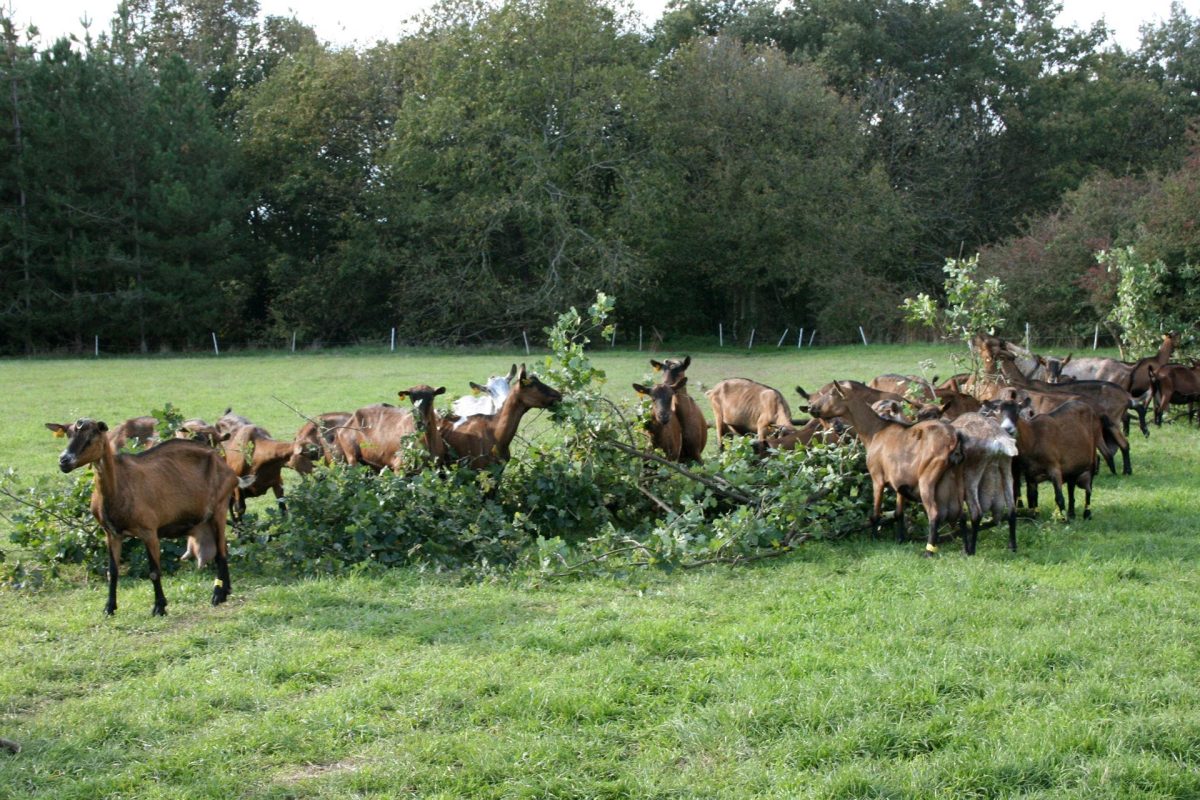 Troupeau chèvres pré