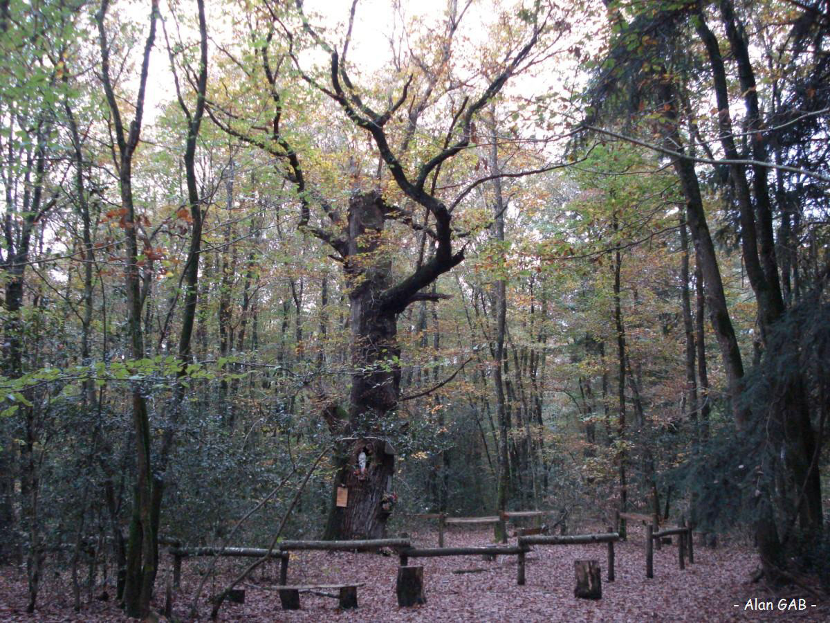 Chêne aux clous